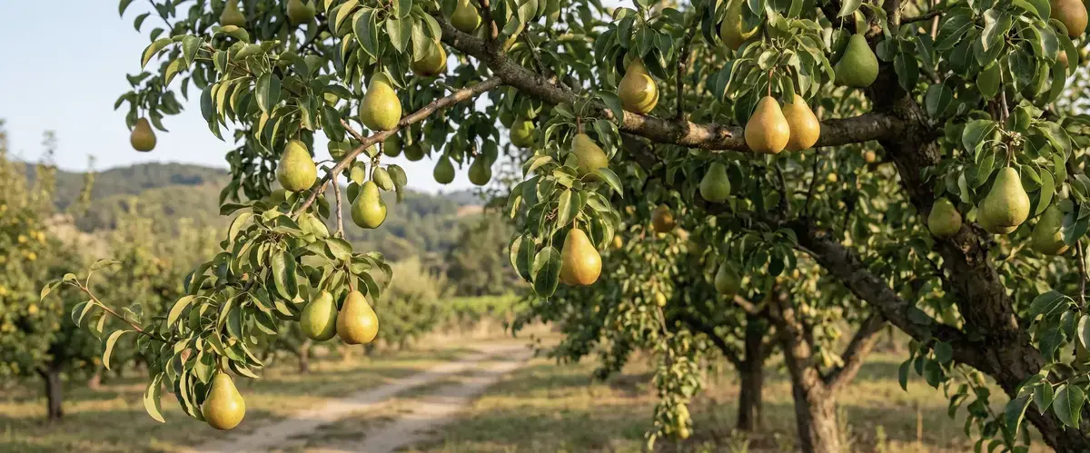 Armut Ne Zaman Olur? Çiçek Açma Zamanı ve Yetiştiği Yerler