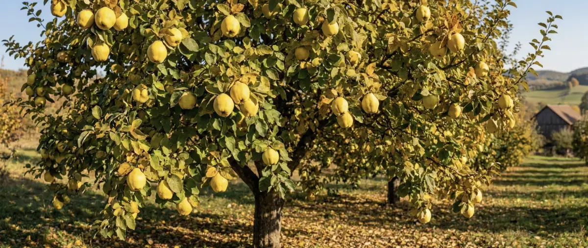 Ayva Mevsimi: Yetişme ve Toplama Zamanları