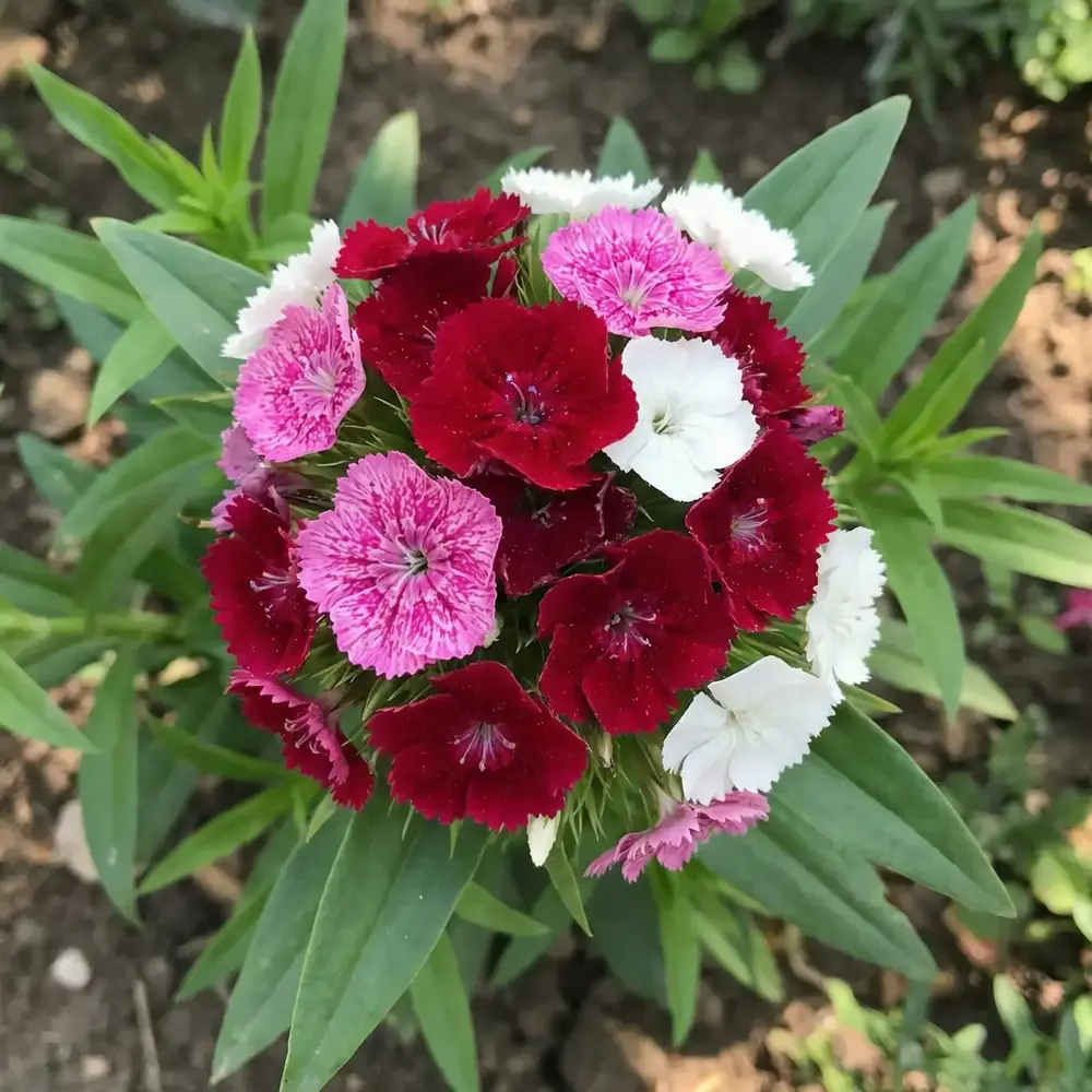 Hüsnü Yusuf Çiçeği