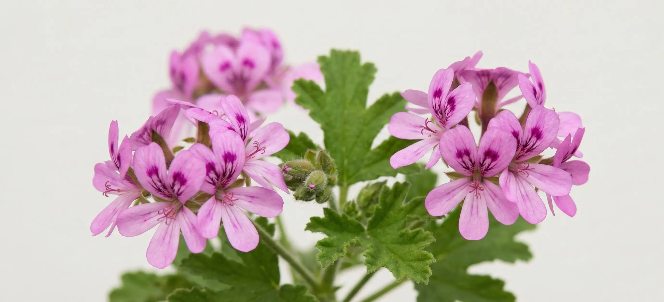 Itır Çiçeği Bakımı Nasıl Yapılır? Itır Çiçeği Faydaları