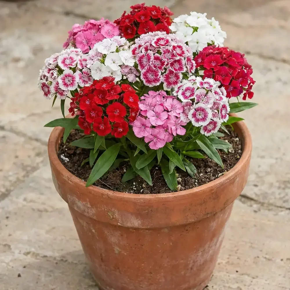 Hüsnü Yusuf Çiçeği