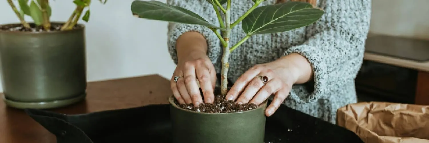 Kış Bitkilerinin Bakımı Nasıl Yapılır?