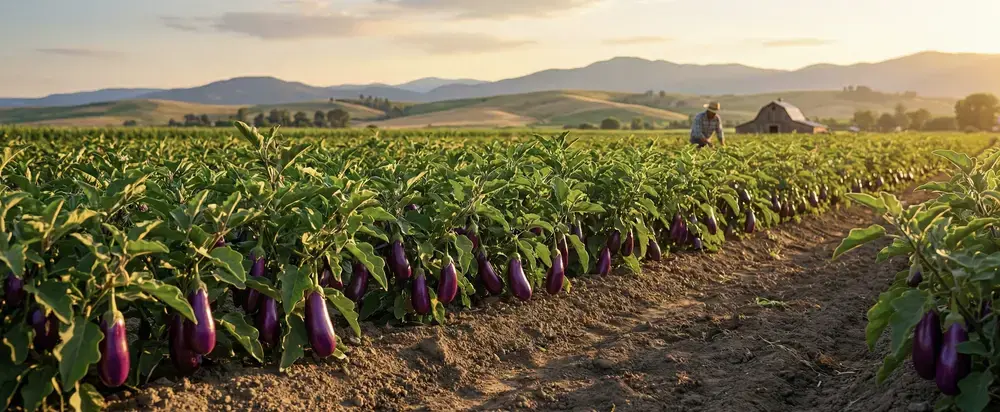 Patlıcanın Mevsimi Ne Zaman? Ekim ve Olgunlaşma Mevsimi