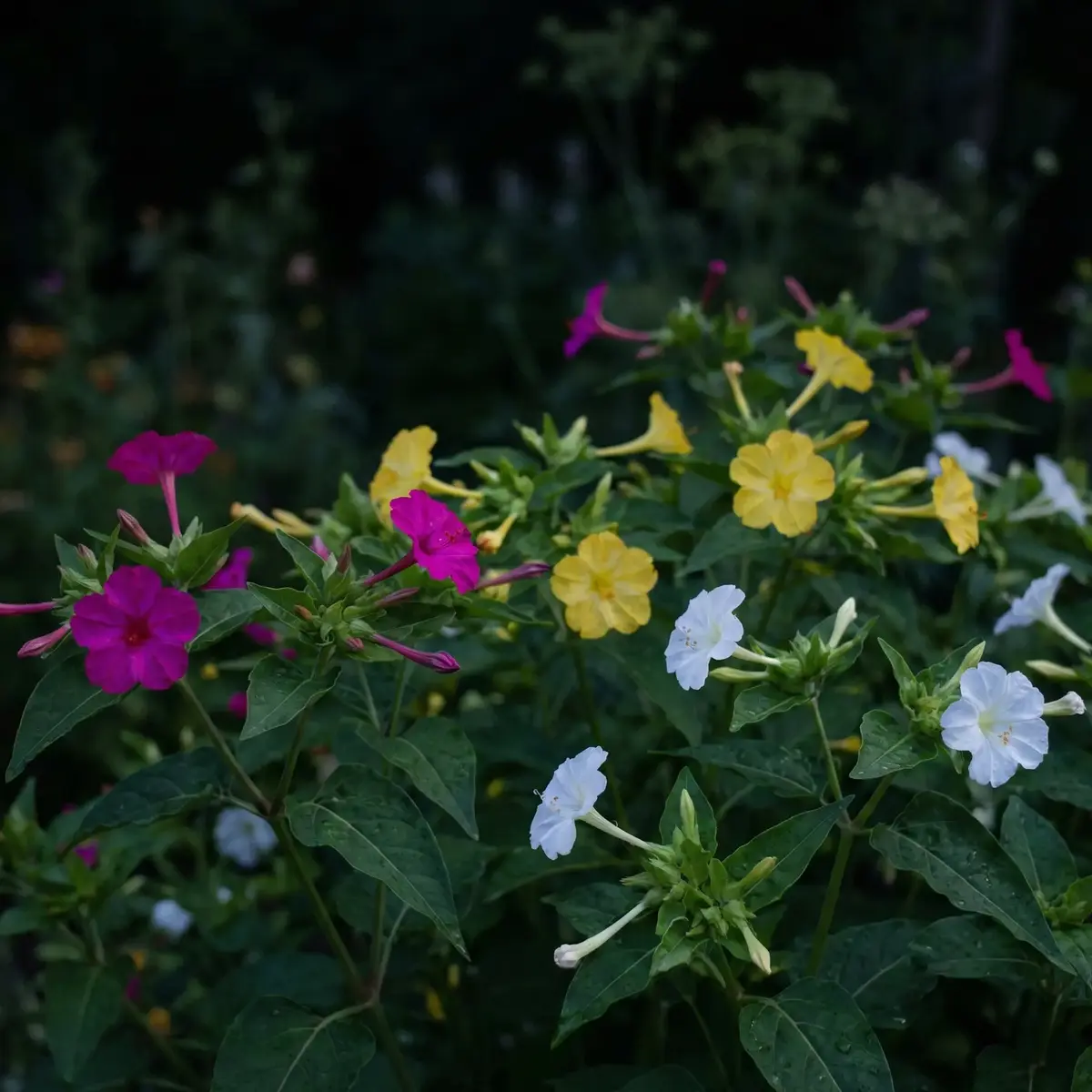 Akşam Sefası Çiçeği