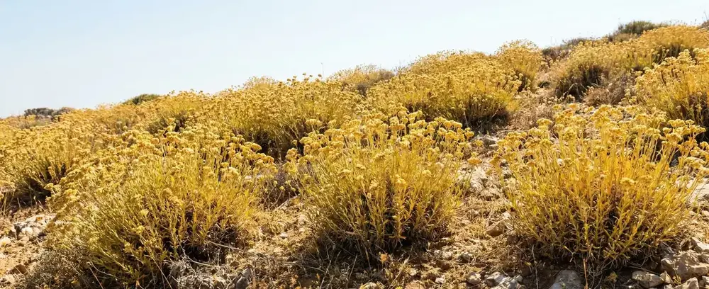 Altın Otu Nasıl Kullanılır? Altın Otunun Faydaları Nelerdir?
