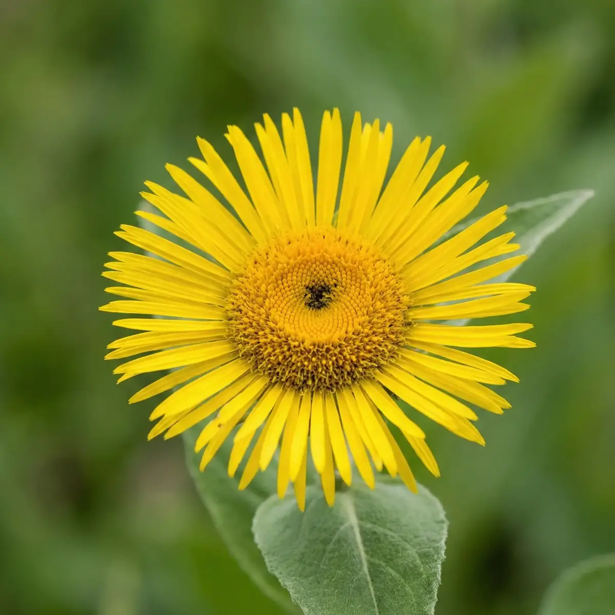 Andız Otunun Çiçeği