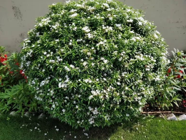 Arap Yasemin Çiçeği