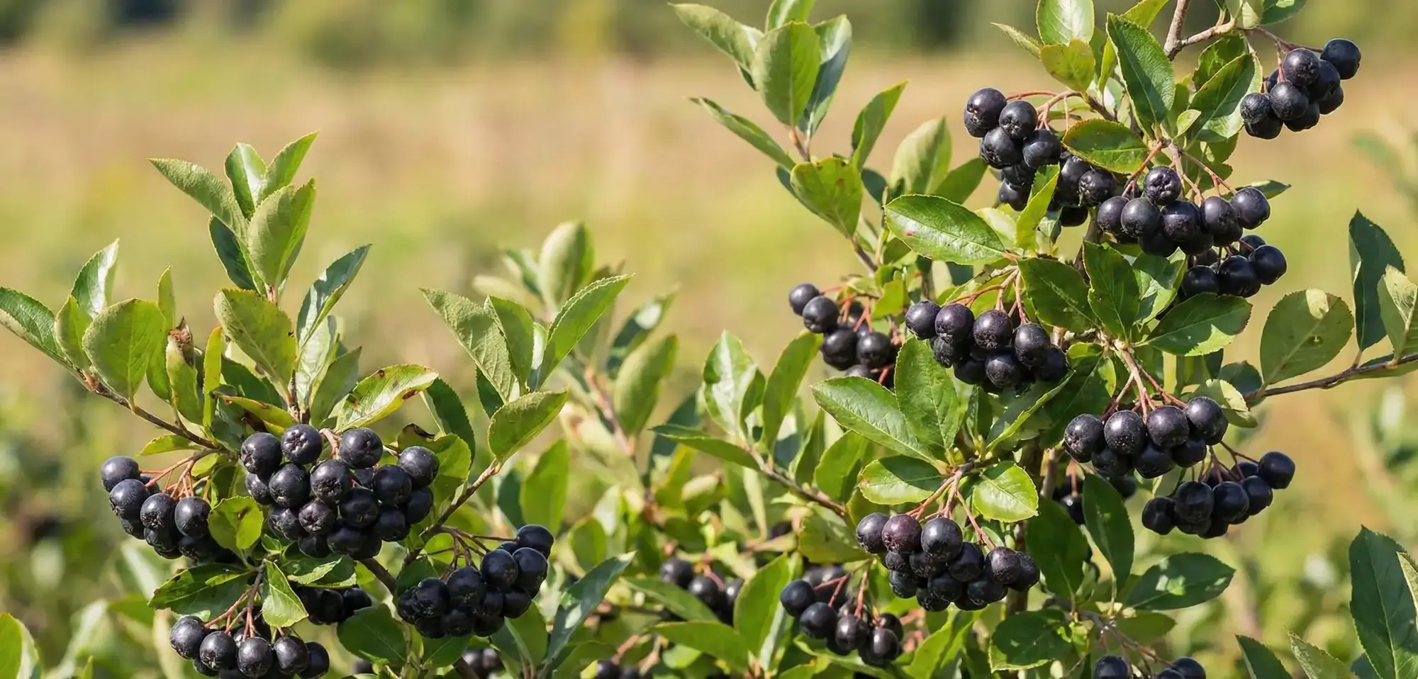 Aronya Meyvesi Nedir? Faydaları, Kullanımı ve Yetiştiriciliği