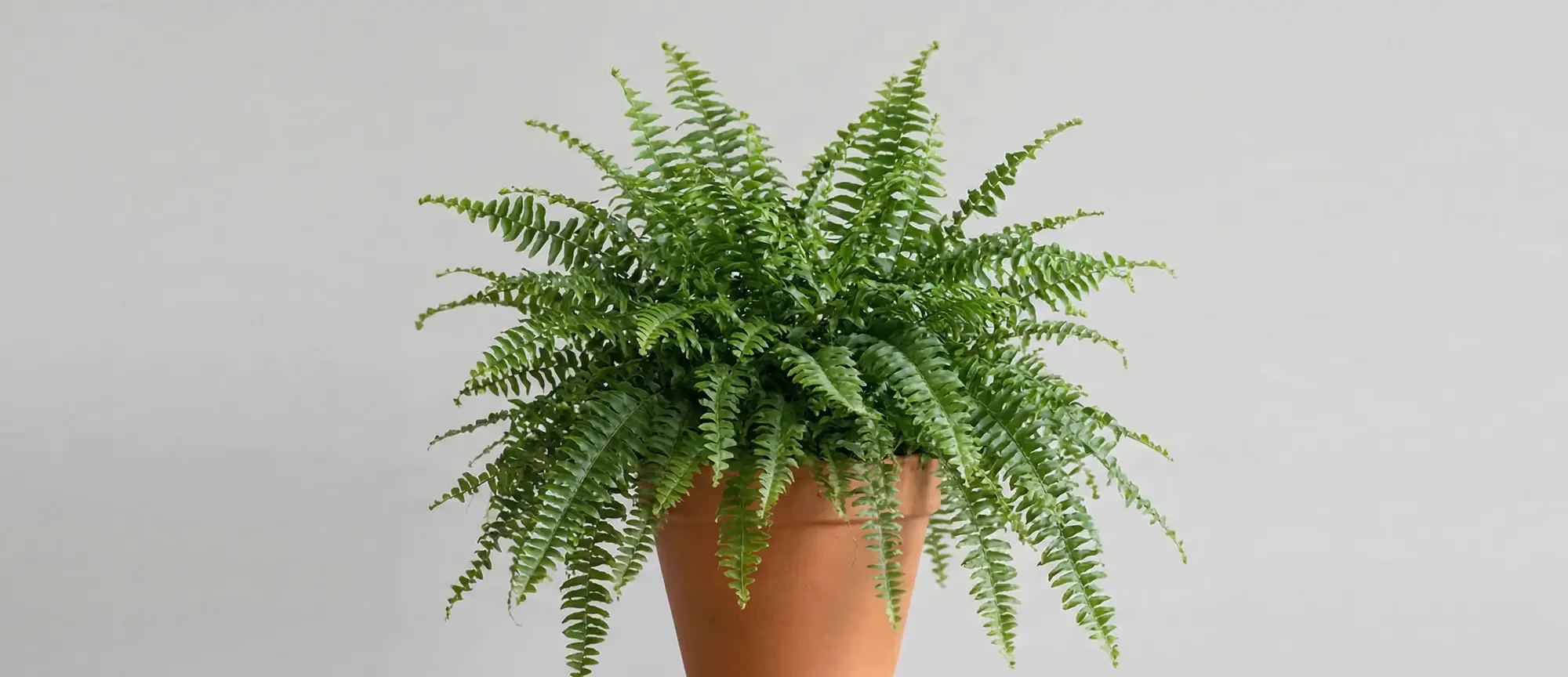 Aşk Merdiveni Nedir? Aşk Merdiveni Bakımı ve Çoğaltımı