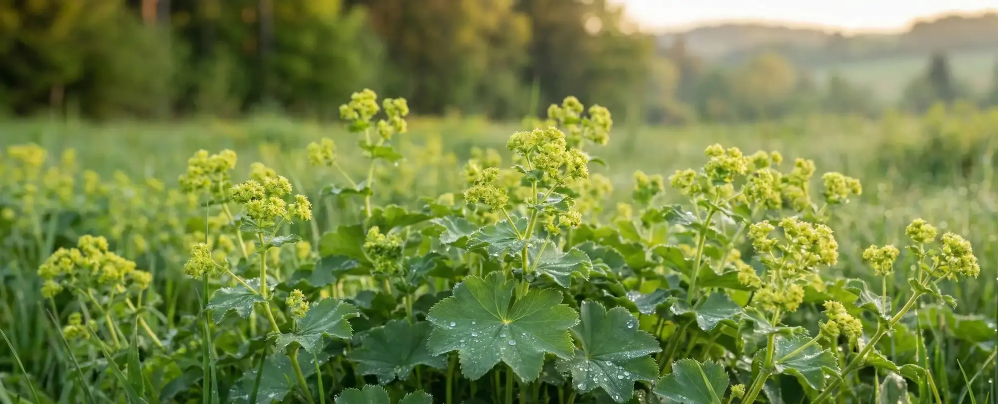 Aslan Pençesi Faydaları Neler? Aslan Pençesi Ne İşe Yarar?