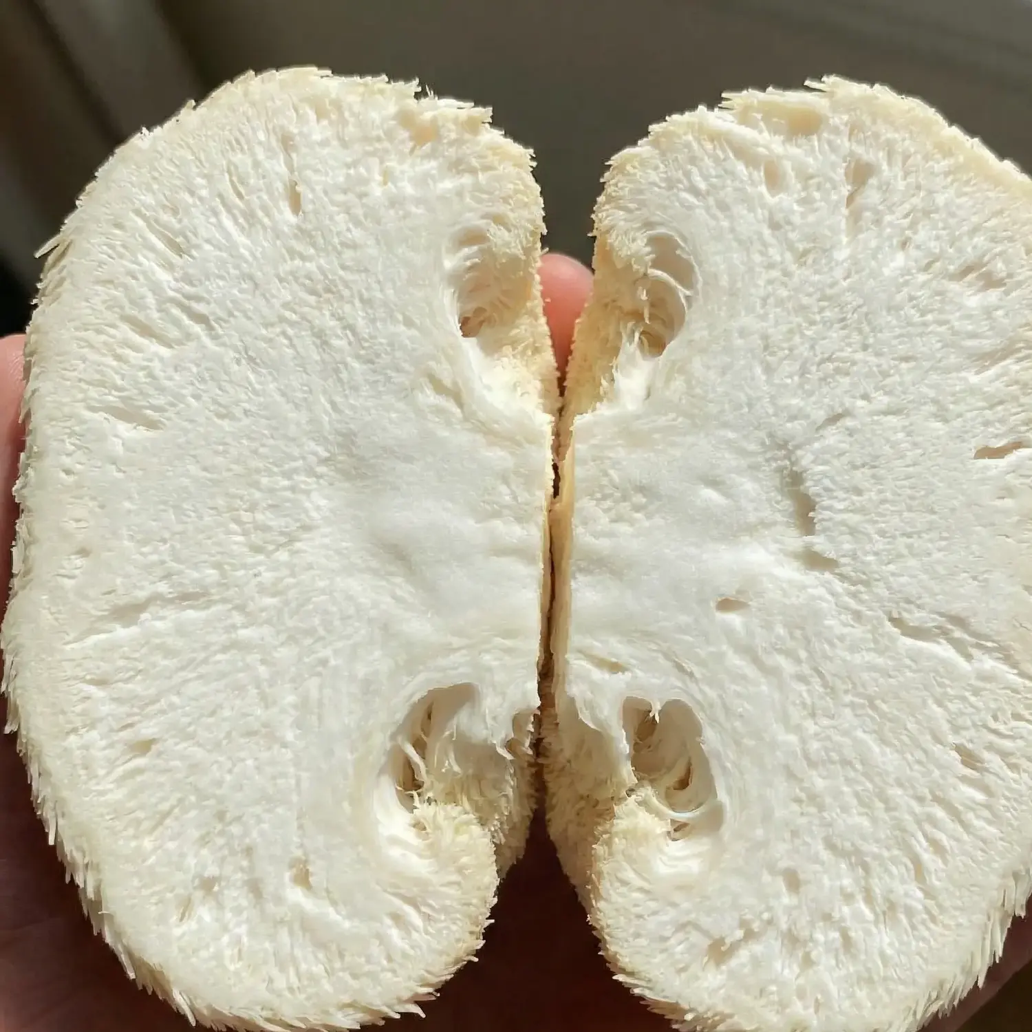 Aslanyelesi Mantarı