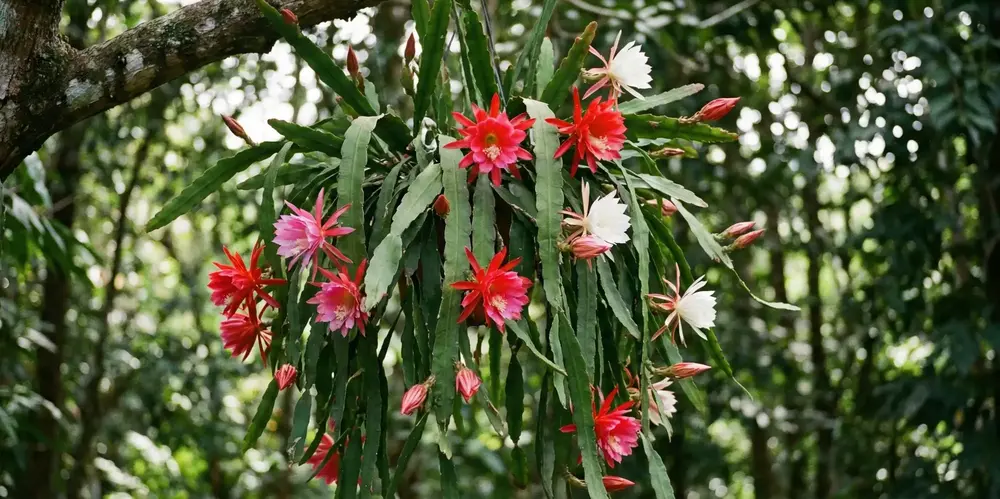 Atlas Çiçeği Nedir? Atlas Çiçeği Bakımı Nasıl Yapılır?