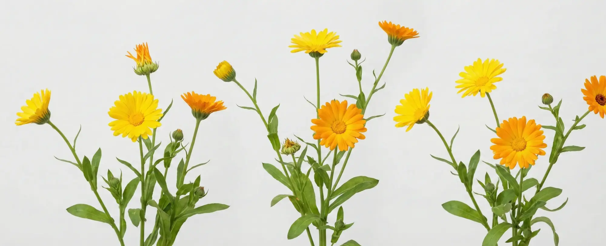 Aynısefa Nedir? Aynısefa Faydaları Nelerdir?