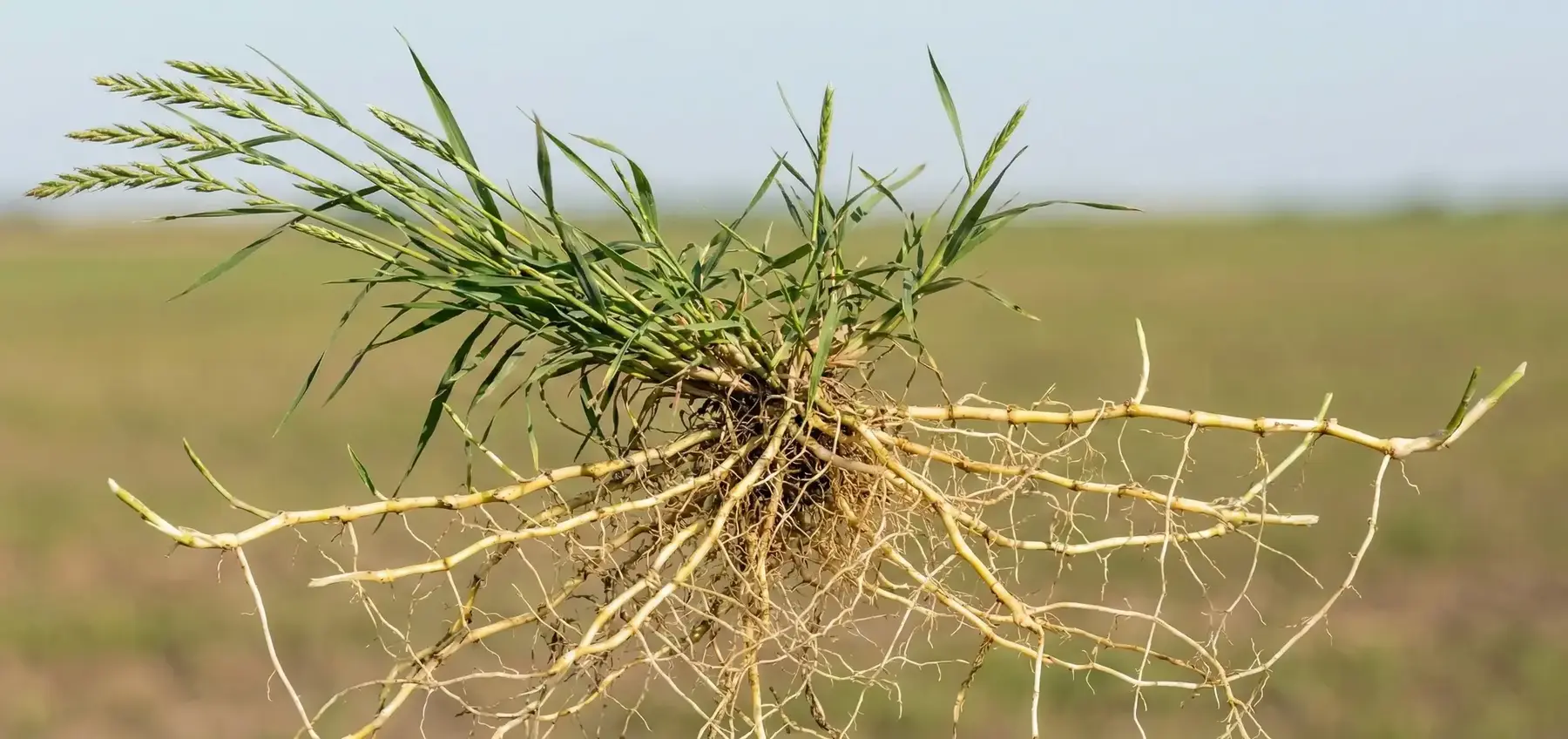 Ayrık Otu Faydaları Nelerdir? Ayrık Otu Nasıl Kullanılır?