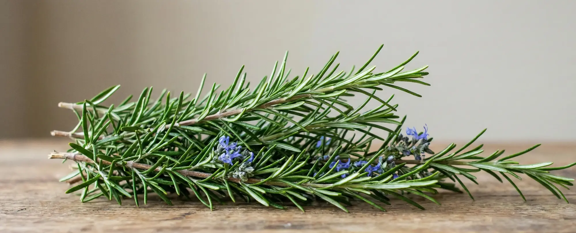 B ile Bitkiler - B Harfi ile Başlayan Bitkiler Hangileridir?