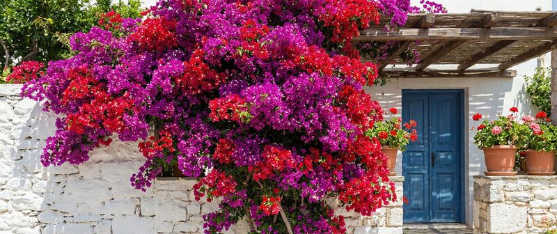 Begonvil Nedir? Begonvil Bakımı Nasıl Yapılır?