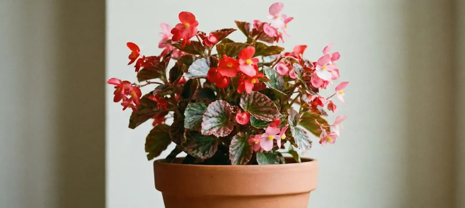 Begonya Çiçeği Anlamı - Begonya Bakımı ve Çoğaltımı