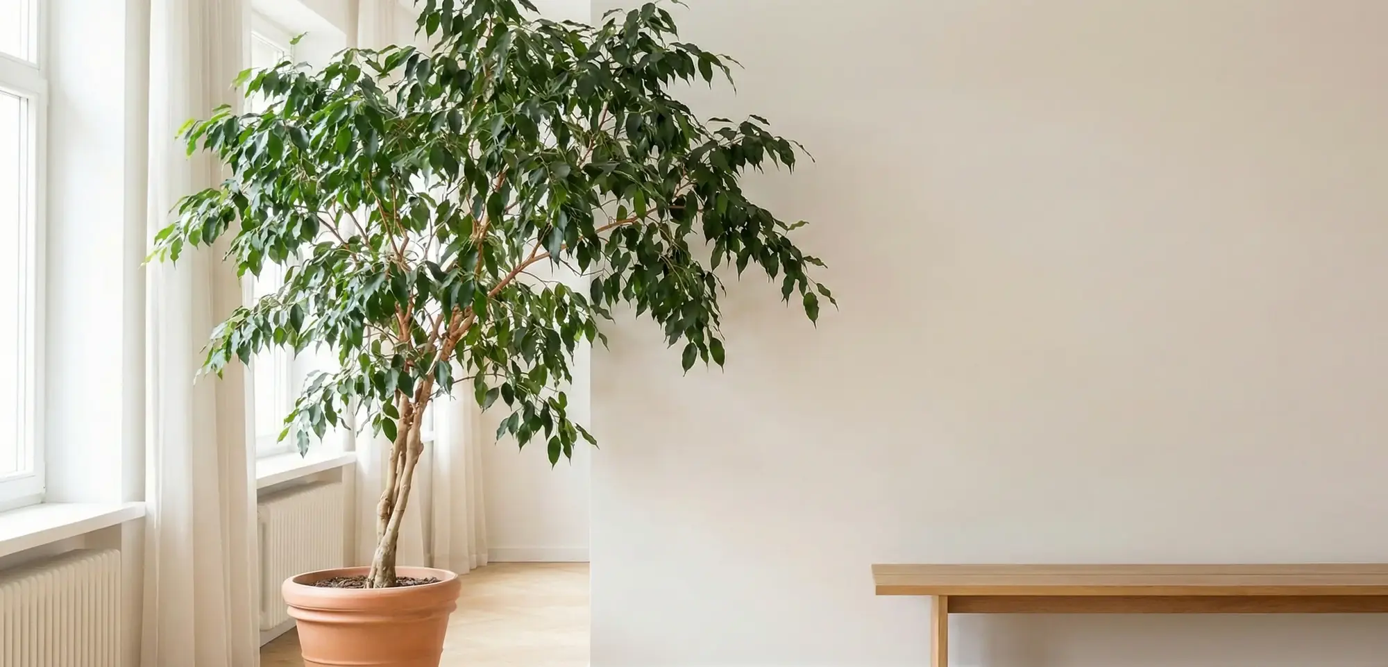 Benjamin Çiçeği Nedir? Benjamin Çiçeği Bakımı ve Çoğaltımı