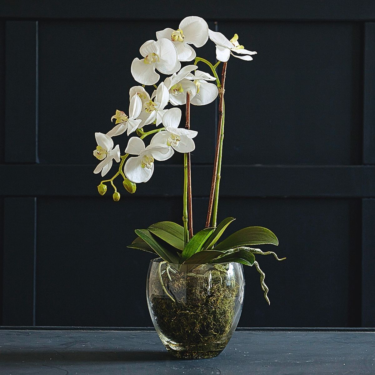 Beyaz Orkide Çiçeği