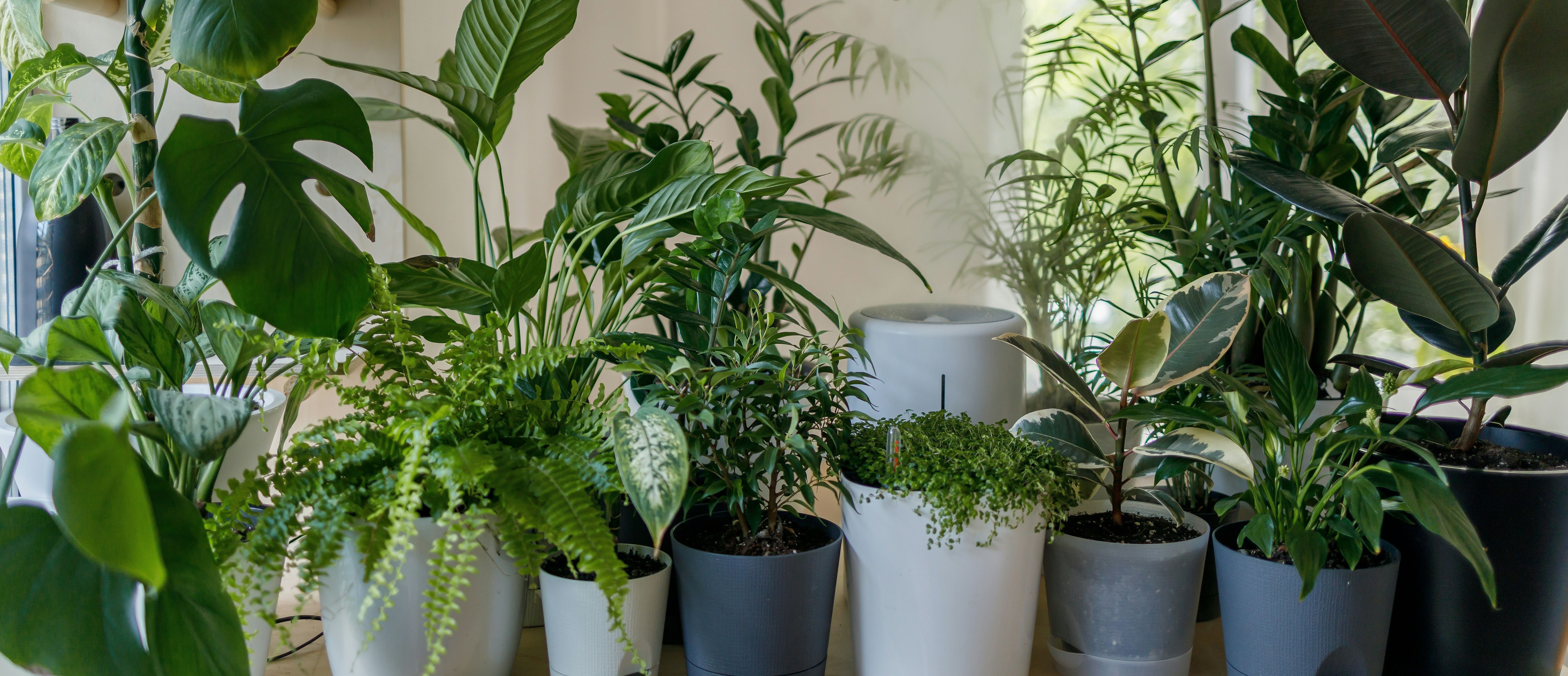 Hava Temizleyen En İyi İç Mekan Bitkileri