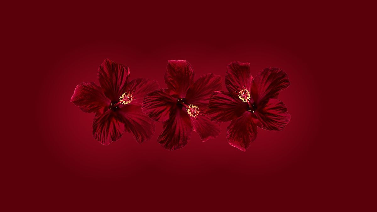 Bordo Renk ile Eve Sıcacık ve Toplu Bir Atmosfer Kazandırmak