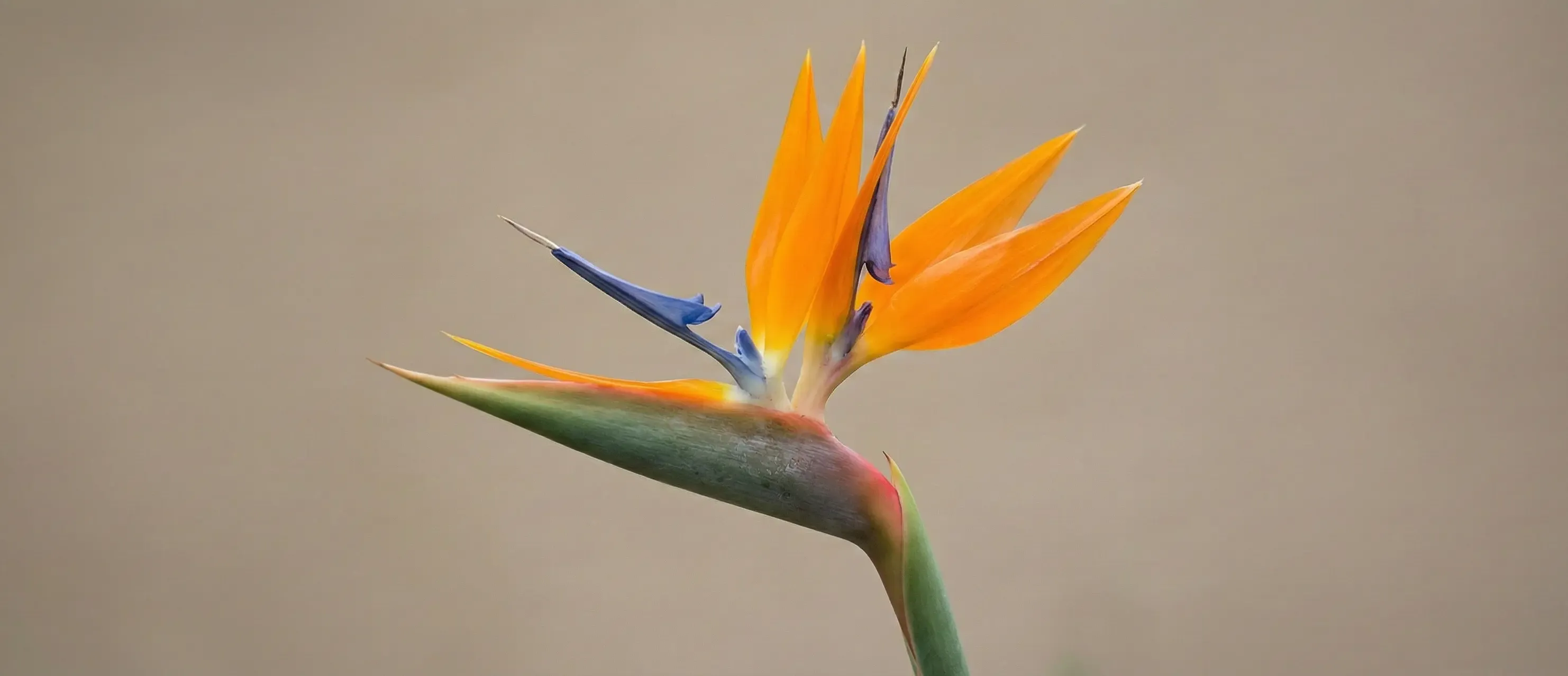 C ile Bitki - C Harfi ile Başlayan Bitkiler Hangileridir?