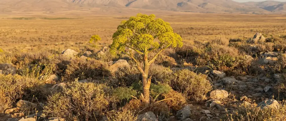 Çakşır Otu Ne İşe Yarar? Çakşır Otu Faydaları Nelerdir?