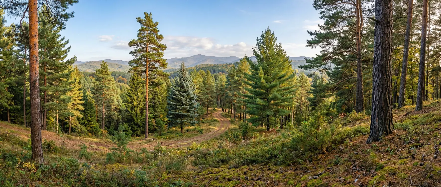 Çam Ağacı Çeşitleri ve Özellikleri