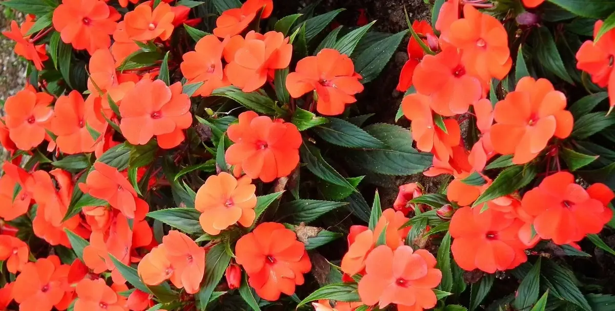 Cam Güzeli Çiçeği Nedir? Cam Güzeli Çiçeği Anlamı ve Bakımı