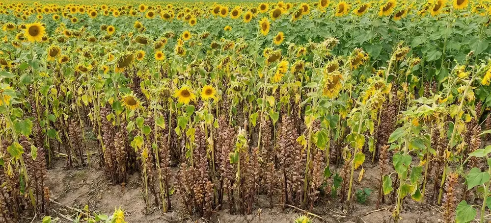 Canavar Otu Zararları Nelerdir? Canavar Otu Nasıl Yok Edlir?
