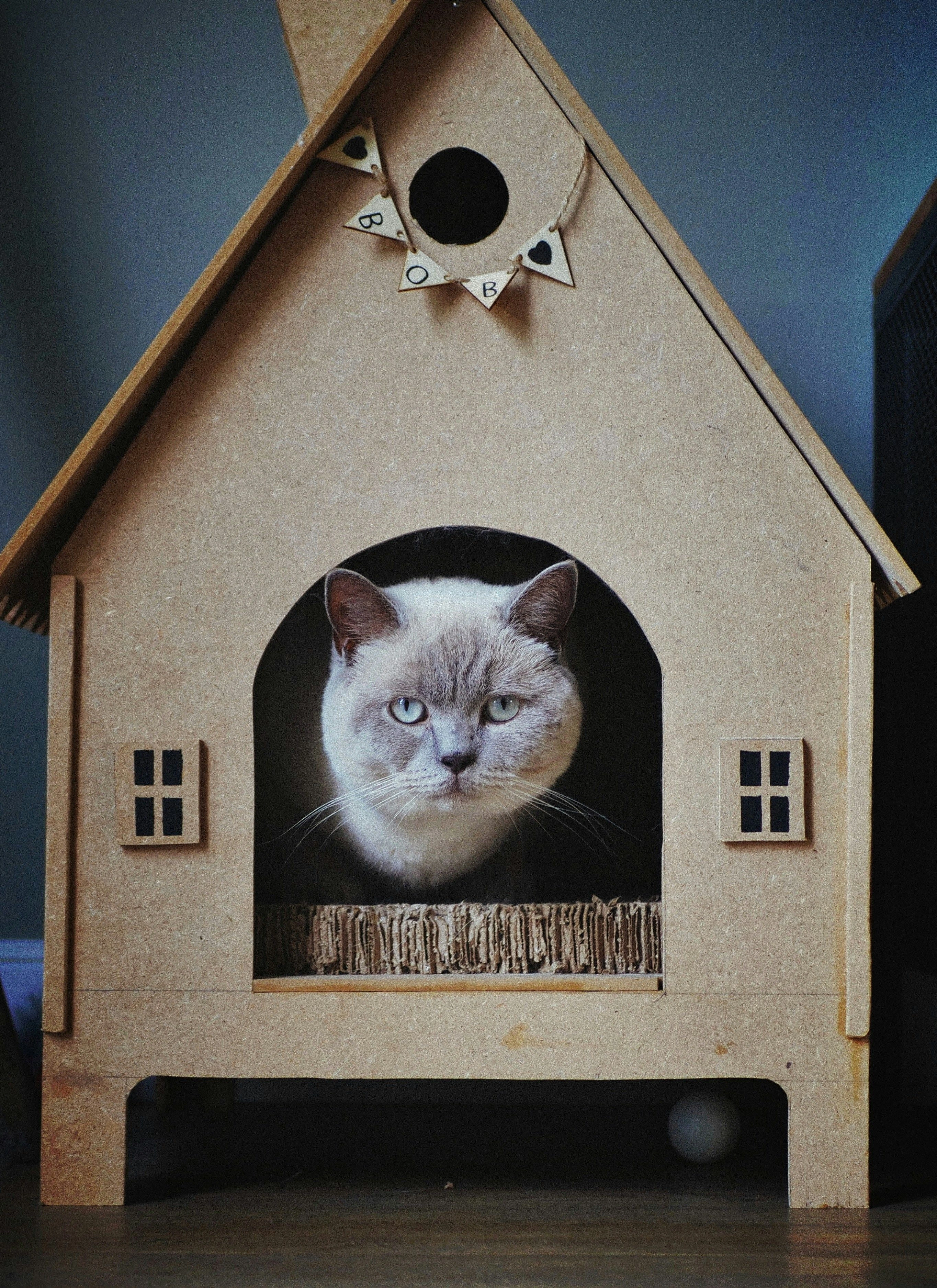 Adım Adım Kedi Evi Yapımı Rehberi