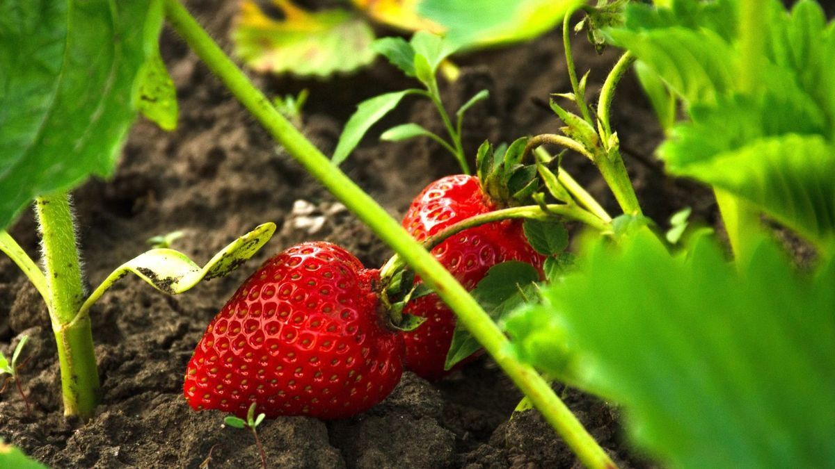 Çilek Hangi Mevsimde Yetişir? Çilek Ne Zaman Ekilir ve Nasıl Yetiştirilir?