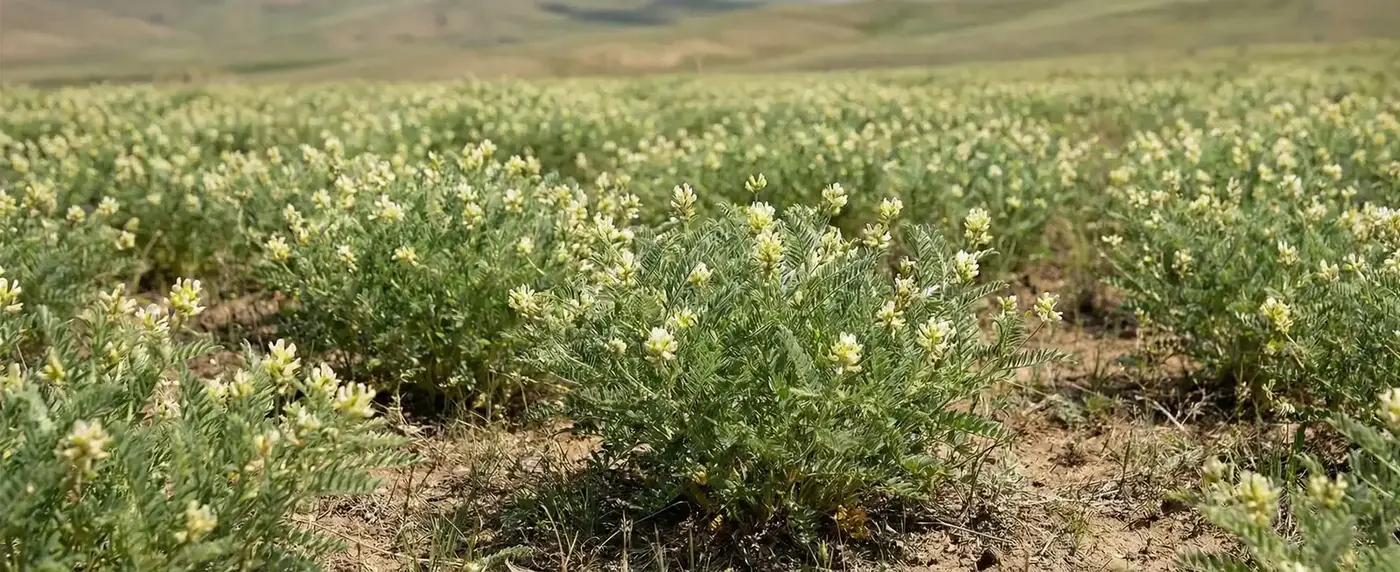 Bağışıklık Kalkanı Çin Geveni Faydaları ve Kullanımı