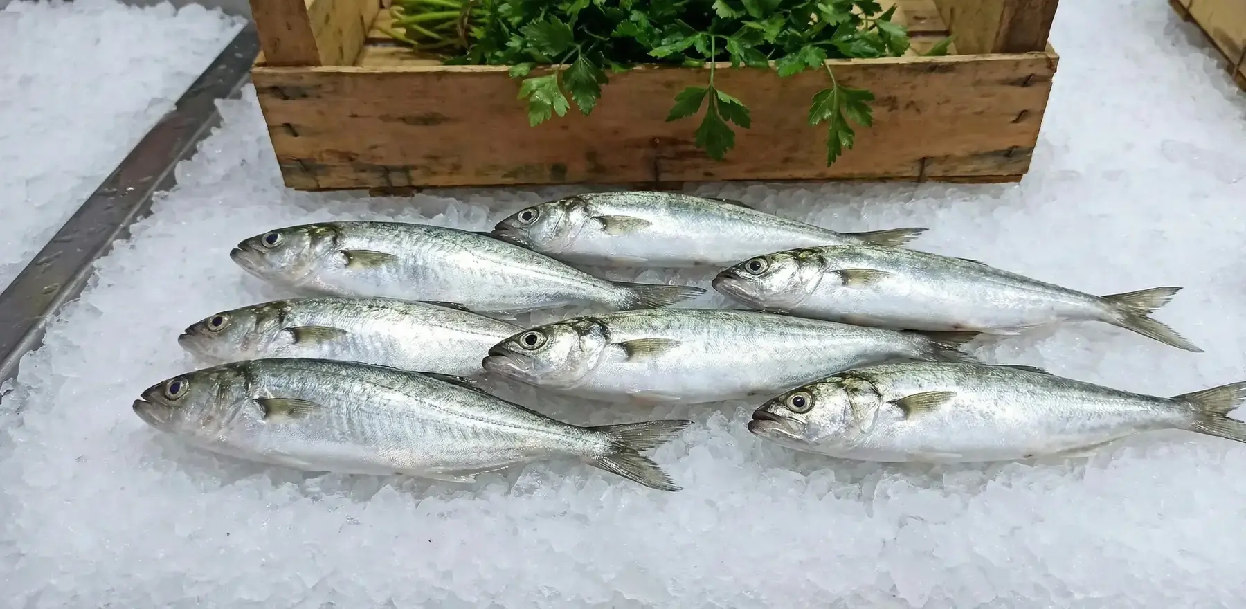 Çinekop Nedir? Çinekop Balığı Nasıl Pişirilir ve Temizlenir?