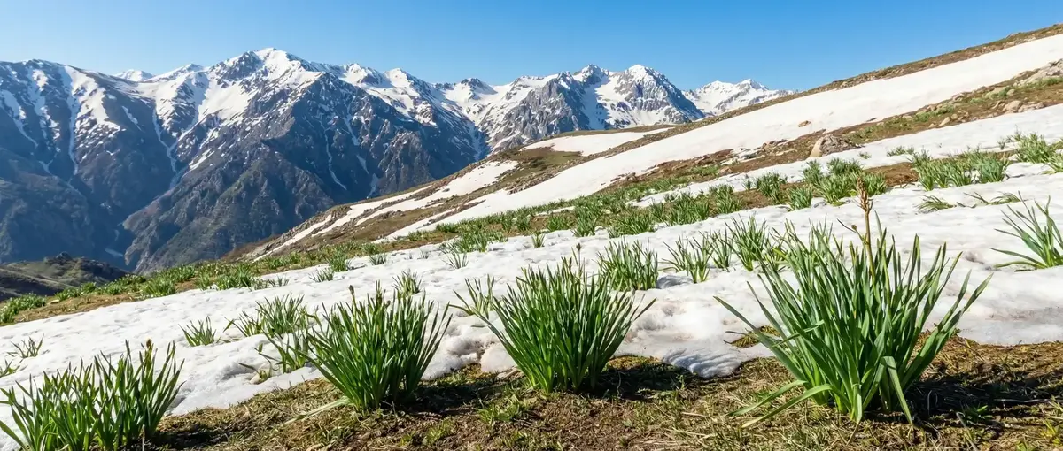 Çiriş Otu Faydaları Nelerdir? Çiriş Otu Nasıl Kullanılır?