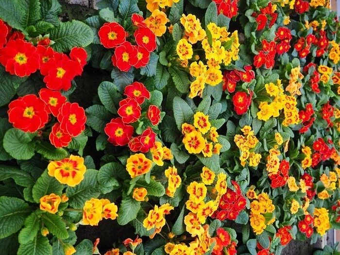 Çuha Çiçeği Bakımı Nasıl Yapılır? Çuha Çiçeği Nasıl Çoğaltılır?