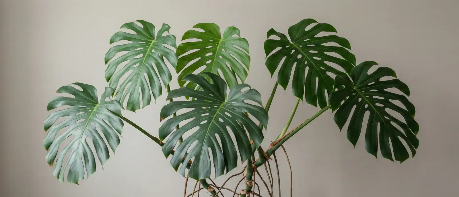 Deve Tabanı Nedir? Deve Tabanı Bakımı Nasıl Yapılır?