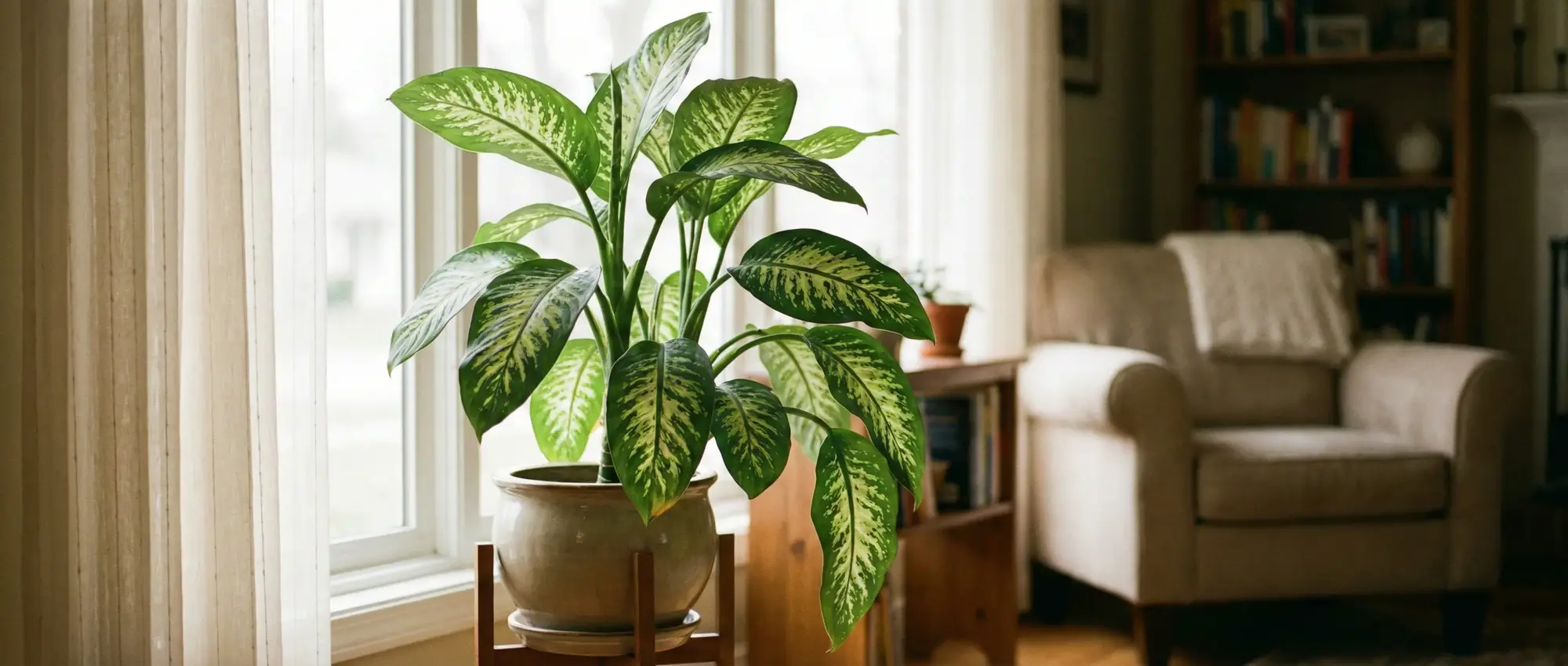 Difenbahya Nedir? Difenbahya Çiçeği Bakımı ve Çoğaltımı