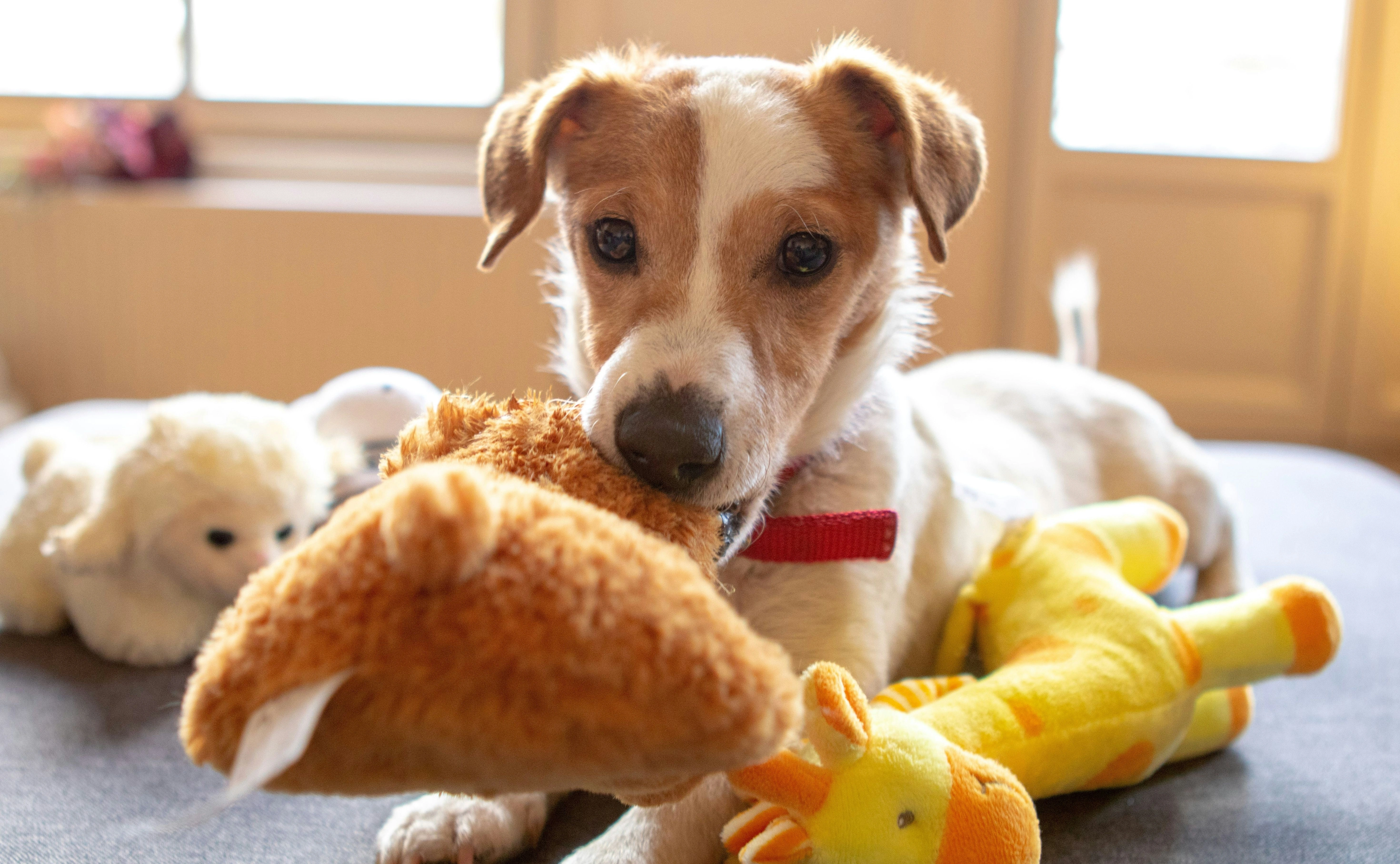 Köpek Oyuncaklarında Temizlik ve Hijyen Detayları