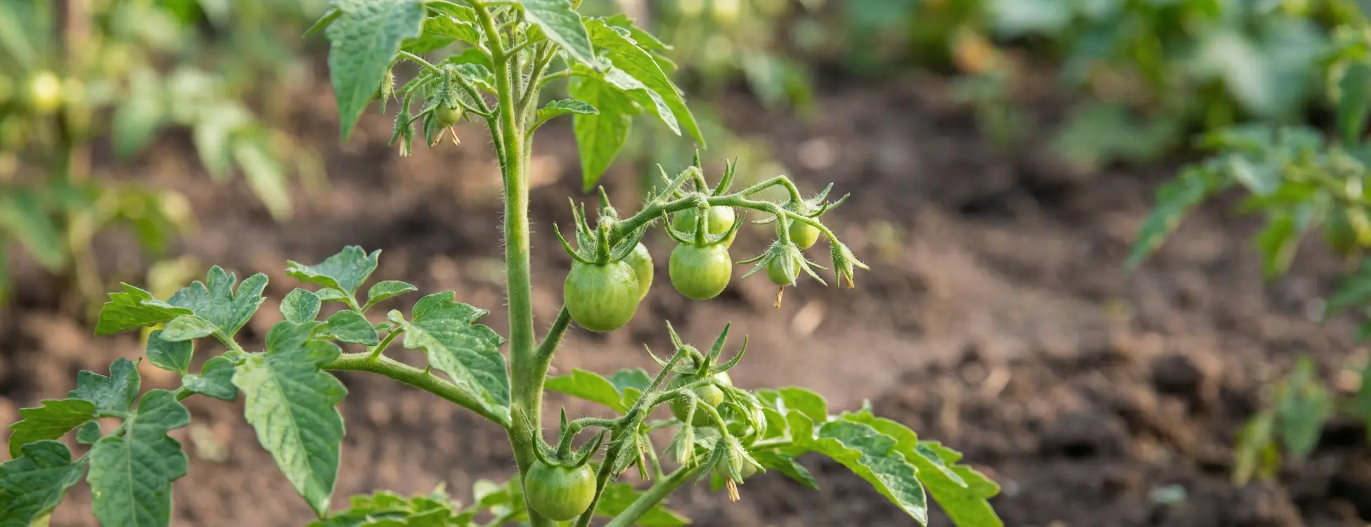 Balkonda ve Bahçede Domates Nasıl Yetiştirilir