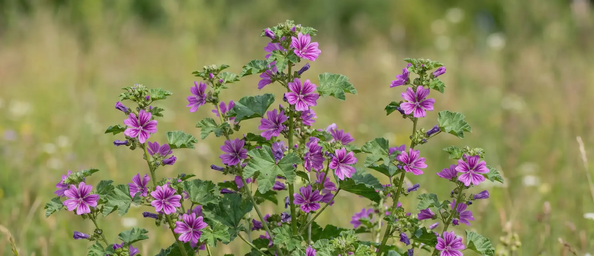 Ebegümeci Faydaları Nelerdir? Ebegümeci Nasıl Kullanılır?