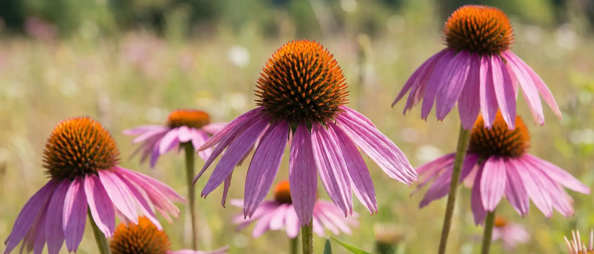 Ekinezya Faydaları Nelerdir? Ekinezya Nasıl Kullanılır?