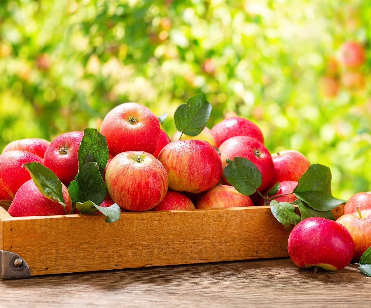 Elma Hangi Mevsimde Yetişir