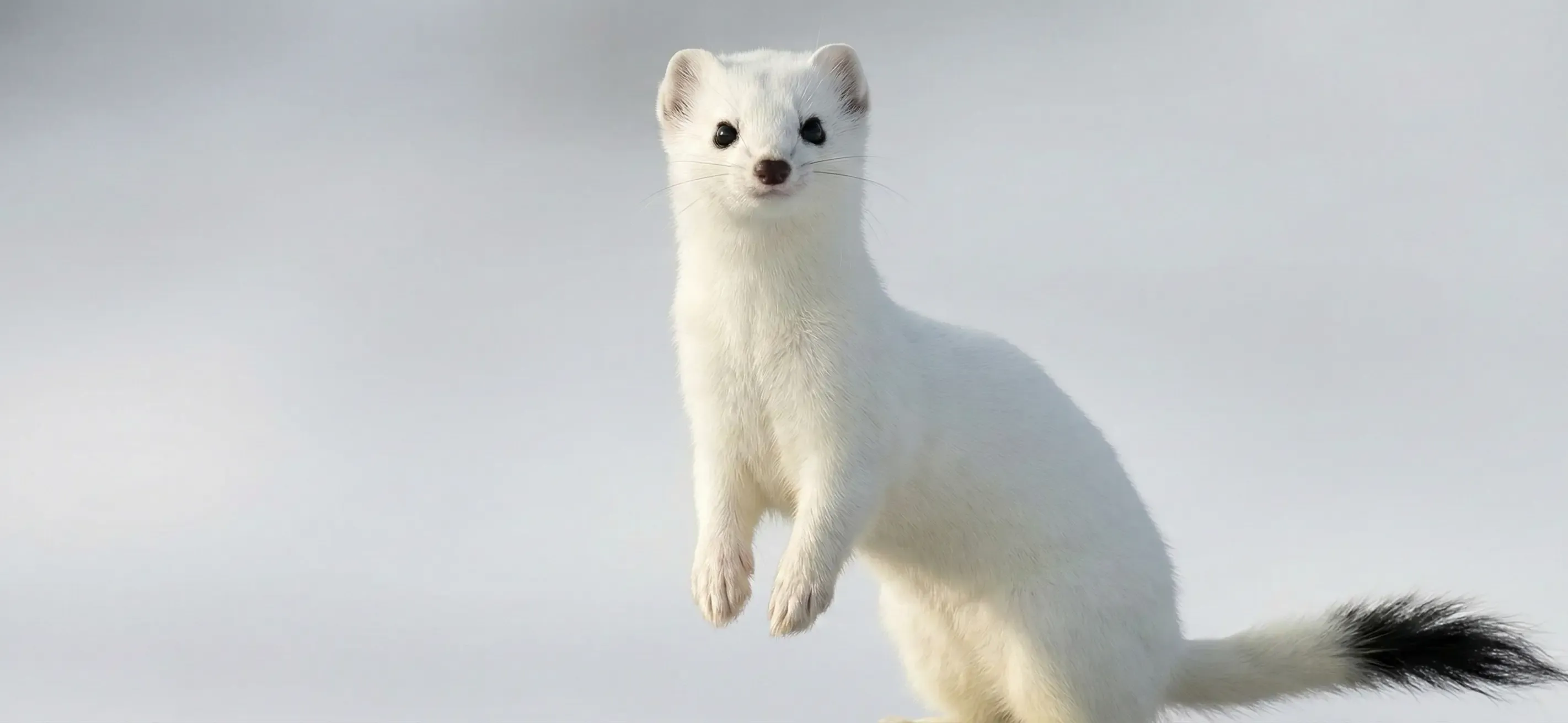 E ile Hayvan - E Harfi İle Başlayan Hayvanlar Hangileri?