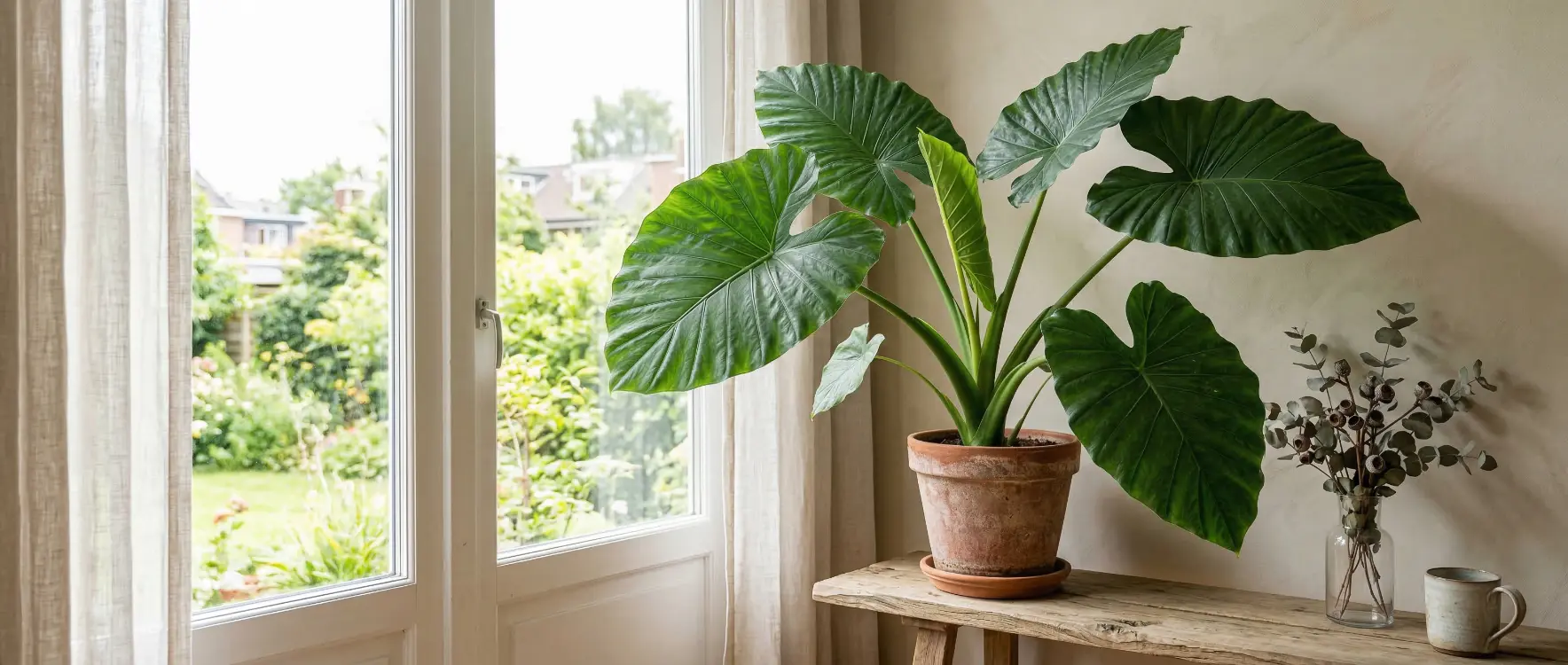 Fil Kulağı Çiçeği Bakımı Nasıl Yapılır ve Temel Özellikleri Nelerdir?