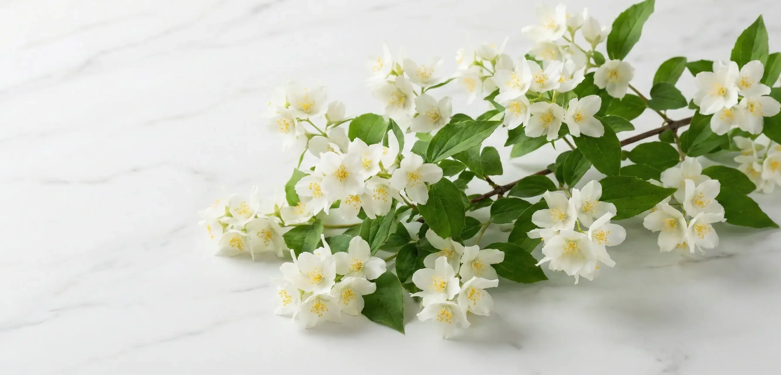 Filbahri Çiçeği Nedir? Filbahri Çiçeği Bakımı ve Çoğaltımı