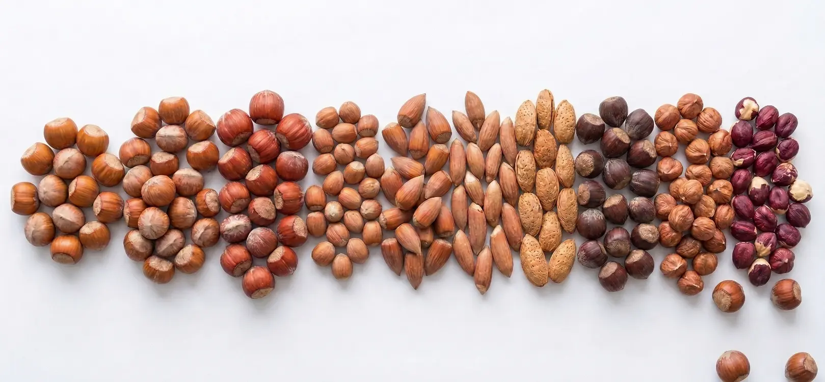 En Kaliteli Fındık Çeşitleri, İsimleri ve Tadım Özellikleri