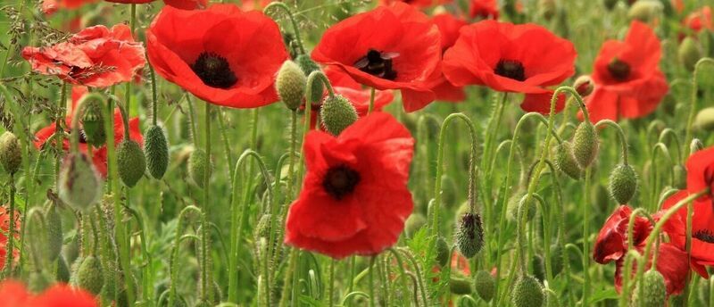 Gelincik Çiçeği Nedir? Gelincik Çiçeği Faydaları