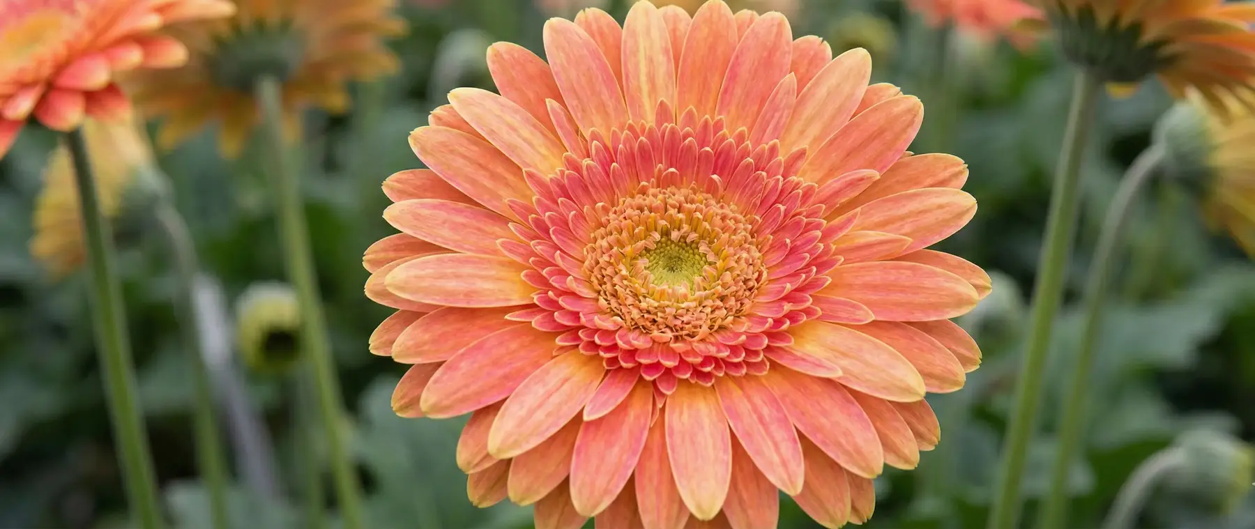 Gerbera Çiçeği Bakımı Nasıl Yapılır? Gerbera Çiçeği Anlamı