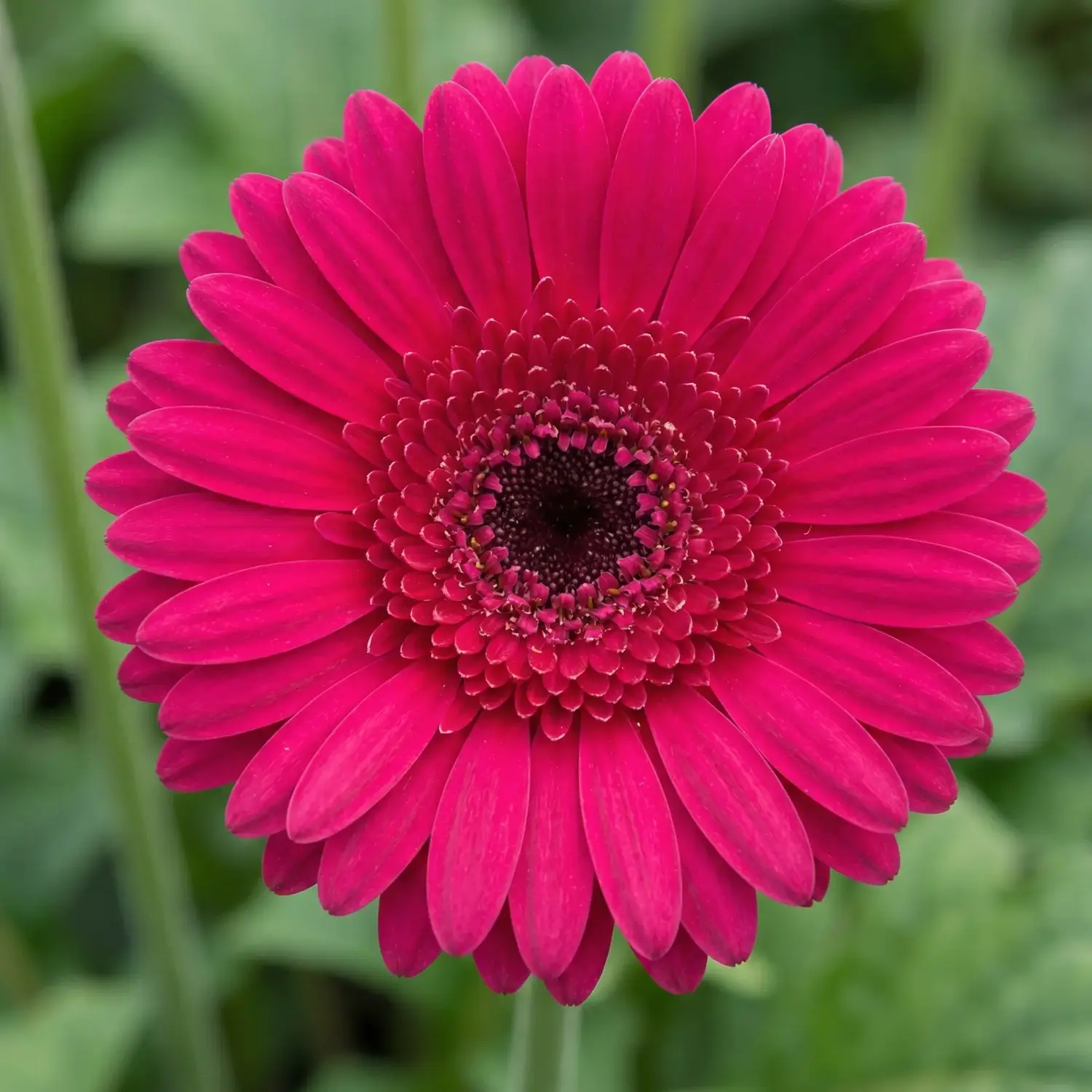 Gerbera Çiçeği